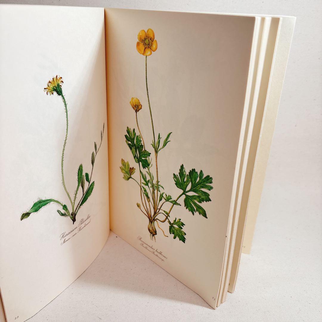 Elsa Flesko 美しい植物図鑑 160枚 植物画 ボタニカル